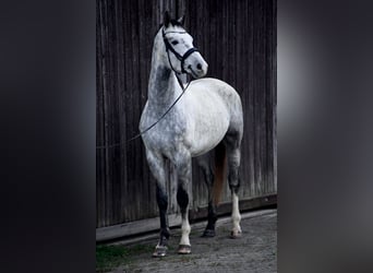 Oldenburg, Stallion, 4 years, 16.3 hh, Gray