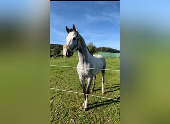 Oldenburg, Stallion, 4 years, 16.3 hh, Gray