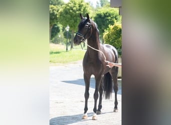 Oldenburg, Stallion, 4 years, 16 hh, Bay-Dark