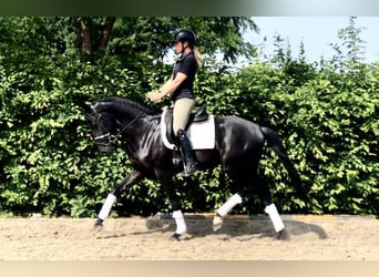 Oldenburg, Stallion, 4 years, 16 hh, Black