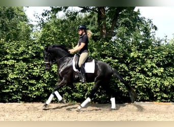 Oldenburg, Stallion, 4 years, 16 hh, Black