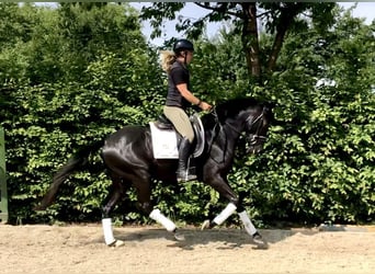 Oldenburg, Stallion, 4 years, 16 hh, Black