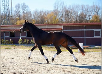 Oldenburg, Stallion, 4 years, 16 hh, Brown