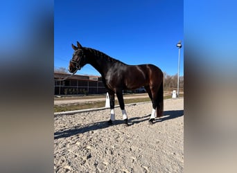 Oldenburg, Stallion, 4 years, 16 hh, Brown