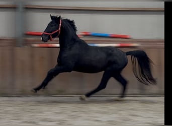 Oldenburg, Stallion, 4 years, 16,1 hh, Black