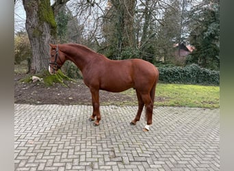 Oldenburg, Stallion, 4 years, 16,1 hh, Chestnut
