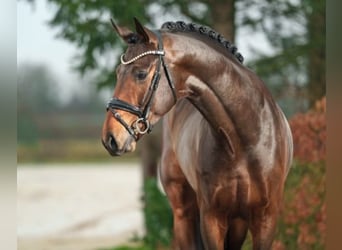 Oldenburg, Stallion, 4 years, 16,2 hh, Bay-Dark
