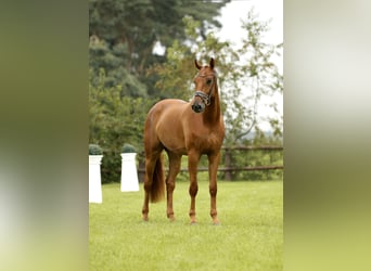 Oldenburg, Stallion, 4 years, 17.1 hh, Chestnut-Red