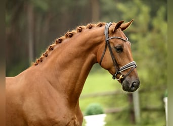 Oldenburg, Stallion, 4 years, 17.1 hh, Chestnut-Red