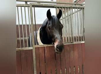 Oldenburg, Stallion, 4 years, 17,2 hh, Smoky-Black