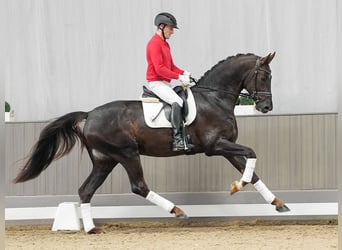 Oldenburg, Stallion, 4 years, 17 hh, Chestnut