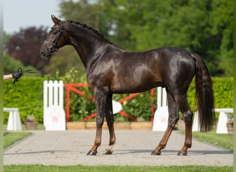 Oldenburg, Stallion, 4 years, 17 hh, Chestnut