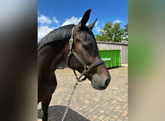 Oldenburger, Hengst, 4 Jahre, 18 hh, Schwarzbrauner