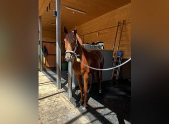 Oldenburg, Stallion, 4 years, Chestnut-Red