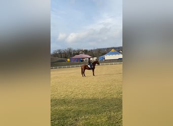 Oldenburg, Stallion, 4 years, Chestnut-Red