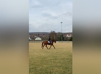 Oldenburg, Stallion, 4 years, Chestnut-Red