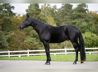 Oldenburg, Stallion, 4 years, Smoky-Black