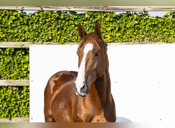 Oldenburg, Stallion, 5 years, 15.2 hh, Chestnut-Red