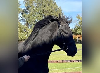 Oldenburg, Stallion, 5 years, 16.1 hh, Black