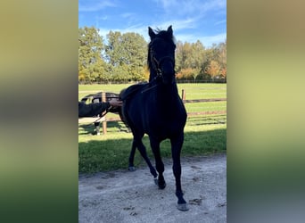 Oldenburg, Stallion, 5 years, 16.1 hh, Black