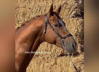 Oldenburg, Stallion, 5 years, 16.1 hh, Chestnut-Red