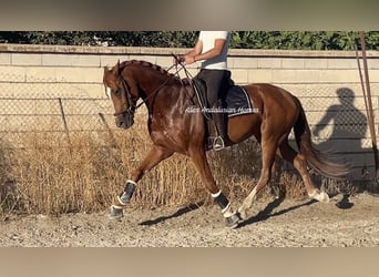 Oldenburg, Stallion, 5 years, 16.1 hh, Chestnut-Red