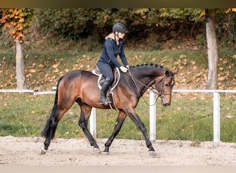 Oldenburg, Stallion, 5 years, 16.1 hh