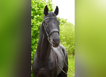 Oldenburg, Stallion, 5 years, 16.2 hh, Black