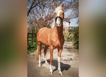 Oldenburg, Stallion, 5 years, 16.3 hh, Palomino