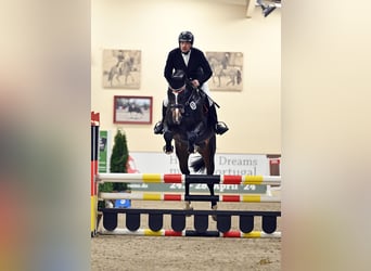 Oldenburg, Stallion, 5 years, 16,3 hh, Smoky-Black