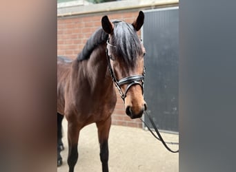 Oldenburg, Stallion, 5 years, 16 hh, Brown
