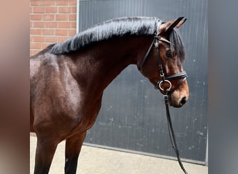 Oldenburg, Stallion, 5 years, 16 hh, Brown