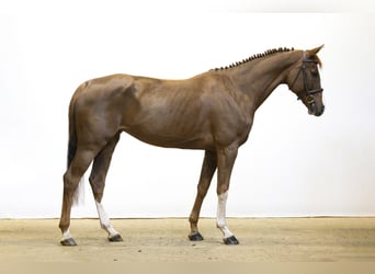 Oldenburg, Stallion, 5 years, 16 hh, Chestnut-Red