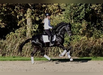 Oldenburg, Stallion, 5 years, 16,1 hh, Black