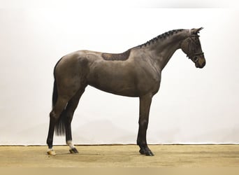 Oldenburg, Stallion, 5 years, 16,1 hh