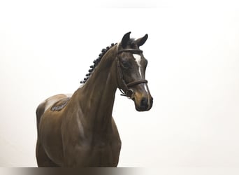 Oldenburg, Stallion, 5 years, 16,1 hh