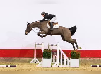 Oldenburg, Stallion, 5 years, 16,1 hh