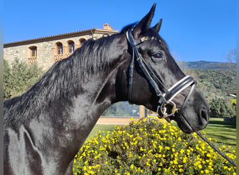 Oldenburg, Stallion, 5 years, 17,3 hh, Black