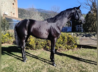 Oldenburg, Stallion, 5 years, 17,3 hh, Black