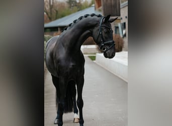 Oldenburg, Stallion, 5 years, 17 hh, Black