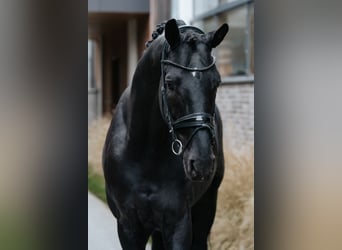 Oldenburg, Stallion, 5 years, 17 hh, Black