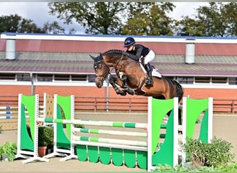 Oldenburg, Stallion, 5 years, Brown