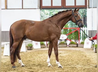 Oldenburg, Stallion, 5 years, Chestnut-Red