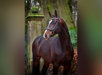 Oldenburg, Stallion, 6 years, 16.3 hh, Smoky-Black