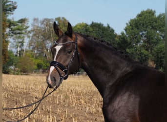 Oldenburg, Stallion, 6 years, 16.3 hh, Smoky-Black