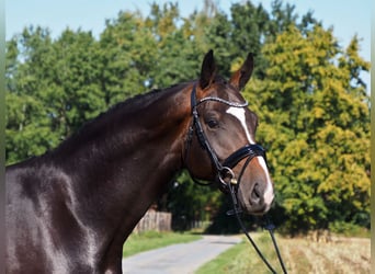 Oldenburg, Stallion, 6 years, 16.3 hh, Smoky-Black