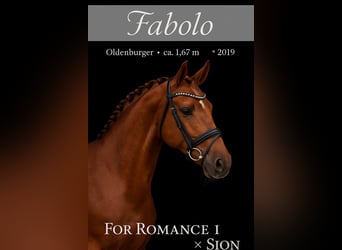 Oldenburg, Stallion, 6 years, 16,1 hh, Chestnut