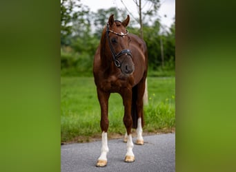 Oldenburg, Stallion, 6 years, 16,1 hh, Chestnut