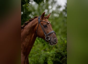 Oldenburg, Stallion, 6 years, 16,1 hh, Chestnut