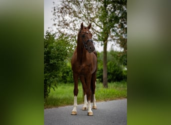 Oldenburg, Stallion, 6 years, 16,1 hh, Chestnut